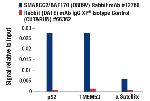 CUT and RUN Image 3: SMARCC2/BAF170 (D8O9V) Rabbit mAb